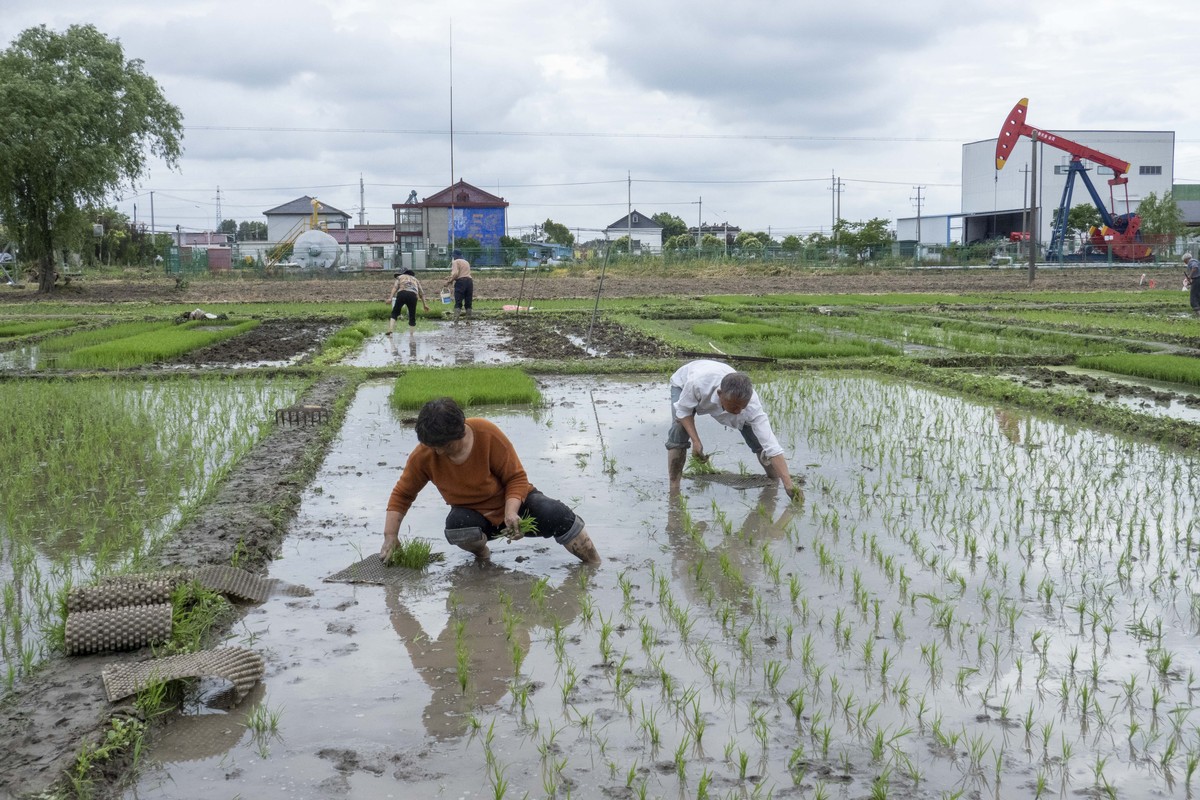洱海流域三禁四推政策下农户生活和水稻生产现状