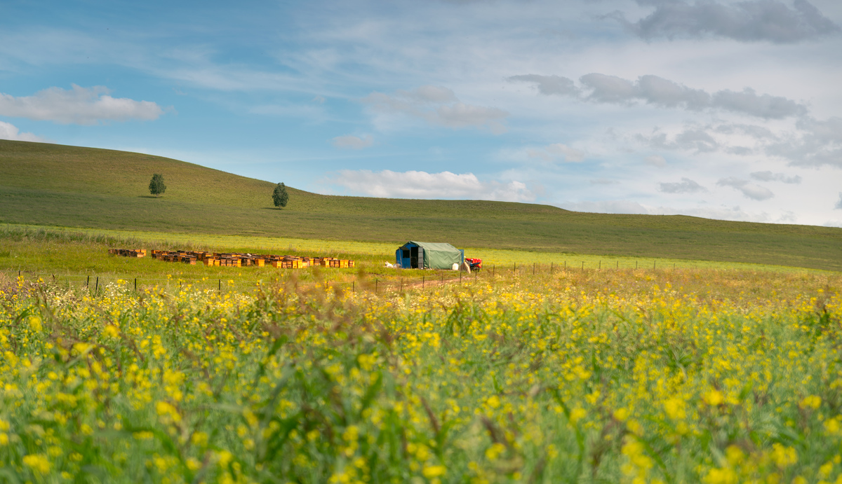 长沙出发内蒙古六日亲子游线路设计方案：'情牵草原，欢笑满城'