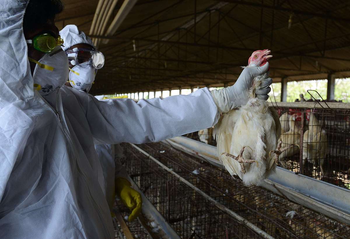 肉鸡新城疫的临床检疫要点