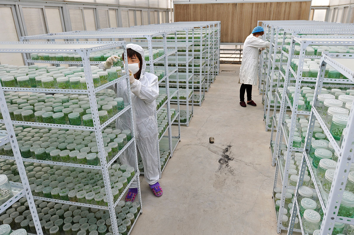 马铃薯试管苗工厂化生产模式的不足对于这些问题的改进方式有哪些呢？