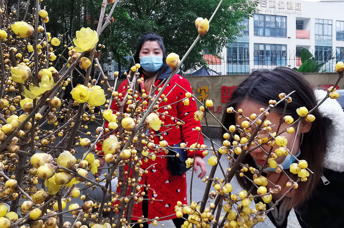 2020年12月26日,成都街头首批上市的腊梅花,芬香扑鼻.三四枝扎成一束