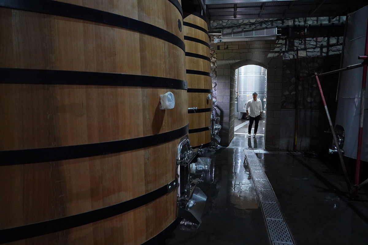 酵母菌是细菌吗