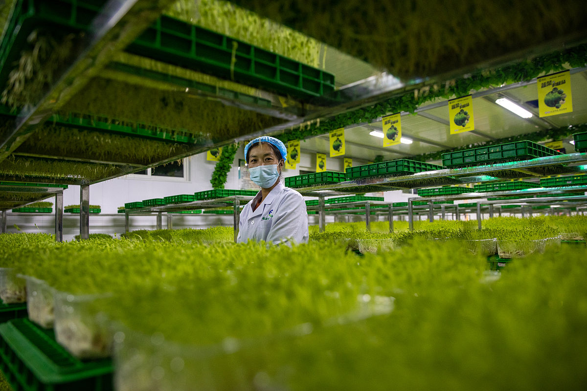 药用植物栽培加工专科就业前景好不好？