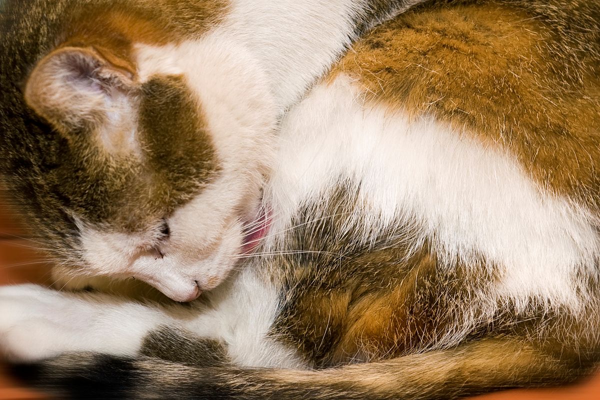 cat (photo by marka/uig via getty images)