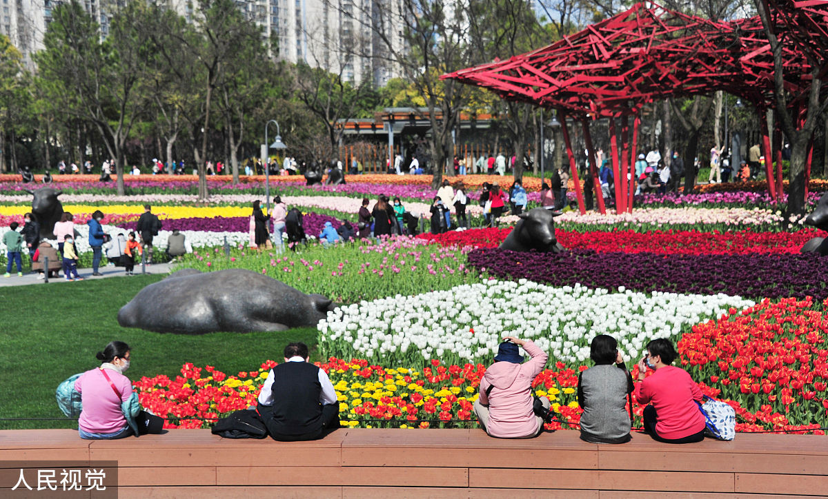以五年级学生的口吻描写雨后汤湖公园的春天的作文 主要描述樱花和郁金香和一些有趣的事情