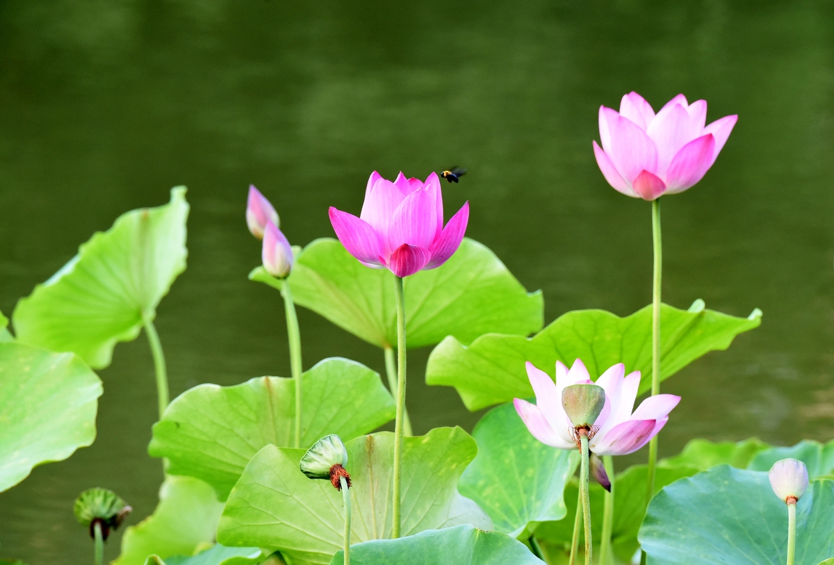 写一篇赞美荷花的七律诗歌