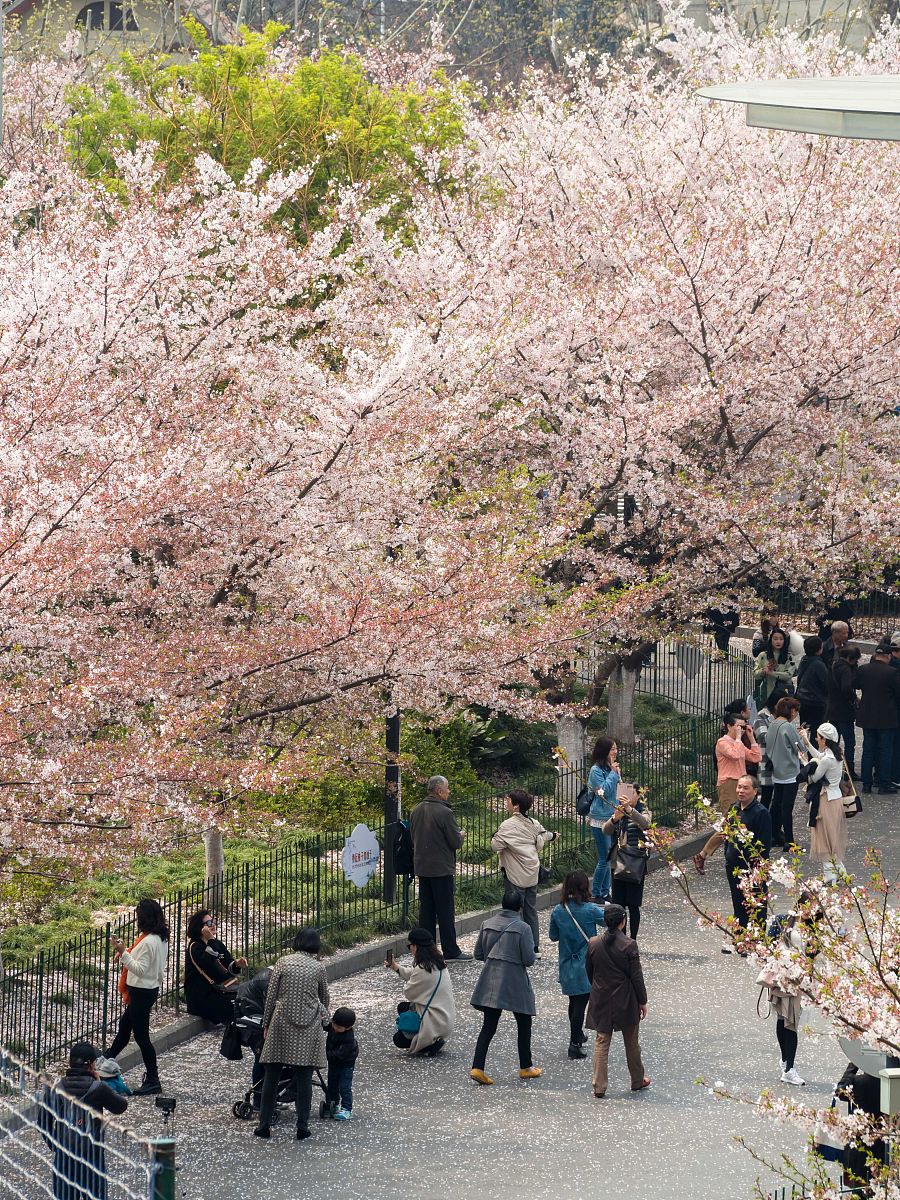 我在上海浦东这周要去和女朋友看樱花帮我搜下距离最近、评测最好的赏樱地点