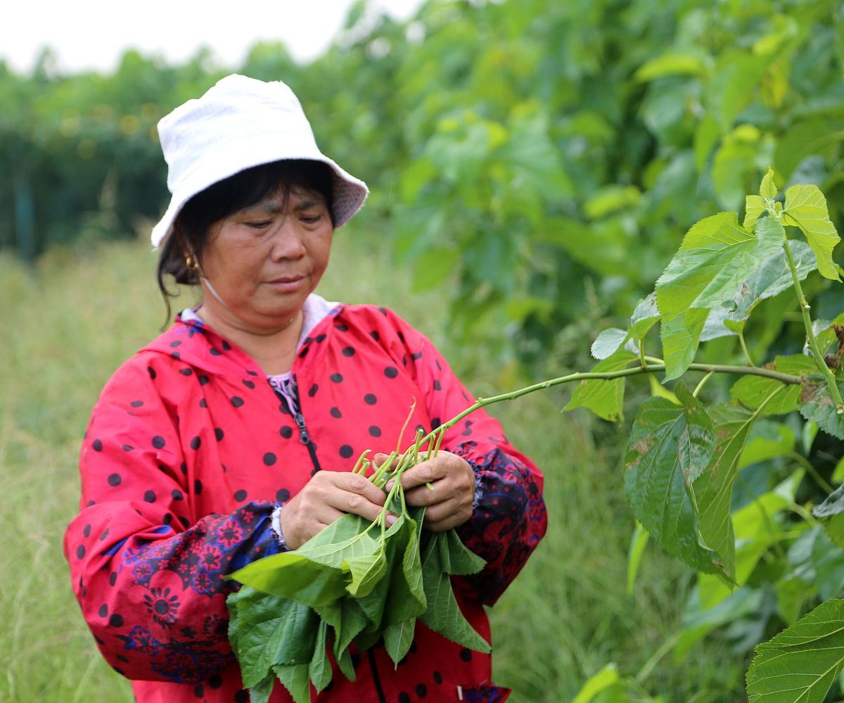蚕宝宝最佳食谱：桑叶采摘时间、方法和注意事项