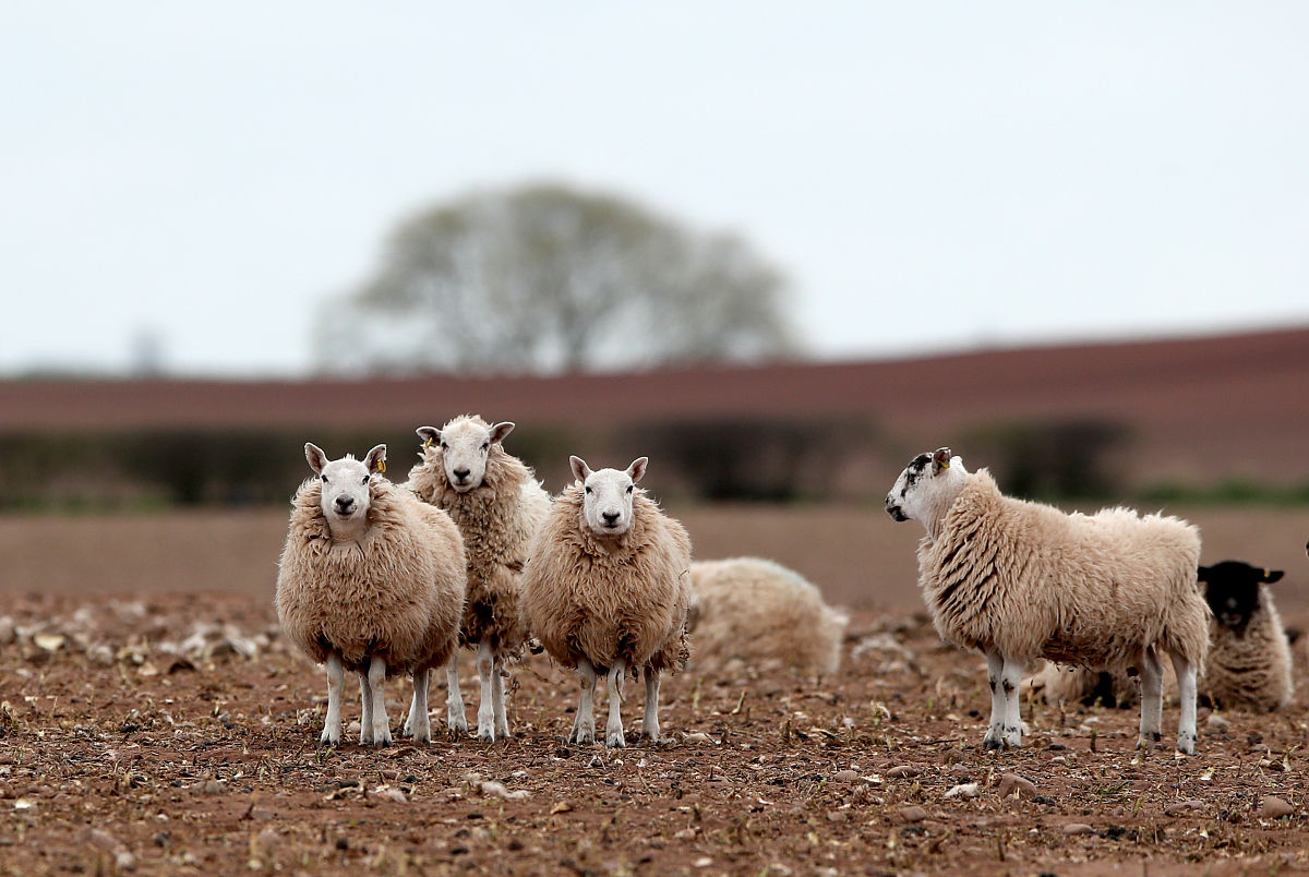 有一片草场草每天的生长速度相同若14头牛30天可将草吃完70只羊16天也可将草吃完4只羊一天的吃草量相当于1头牛一天的吃草量。那么17头牛和20只羊多少天可将草吃完？