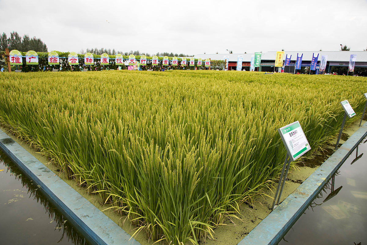 稻米品质影响因素分析：从生长环境到贮藏条件