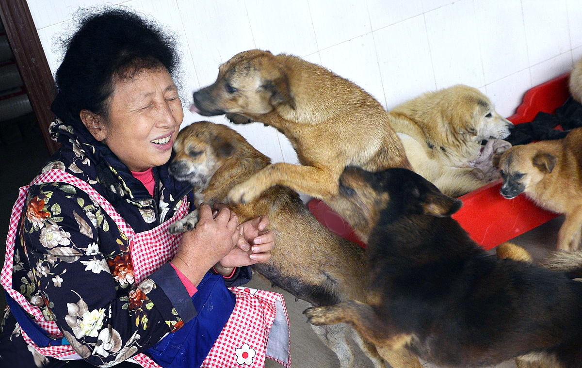 2015年11月13日,成都,大妈救助近5000只流浪猫狗,月花20万欲寻接班人.