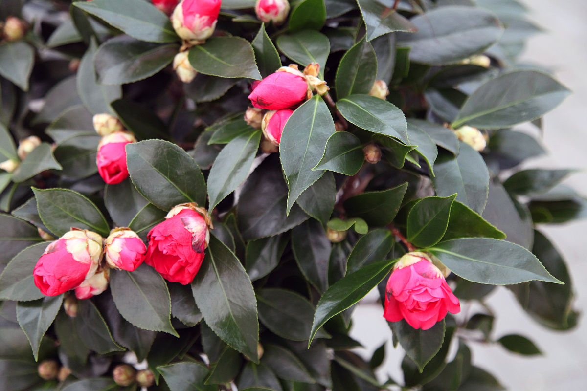 茶花和耐冬一样吗？