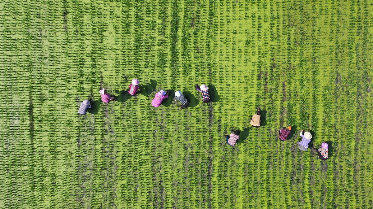 除草剂也称除莠剂指用来控制杂草、保护作物的农药