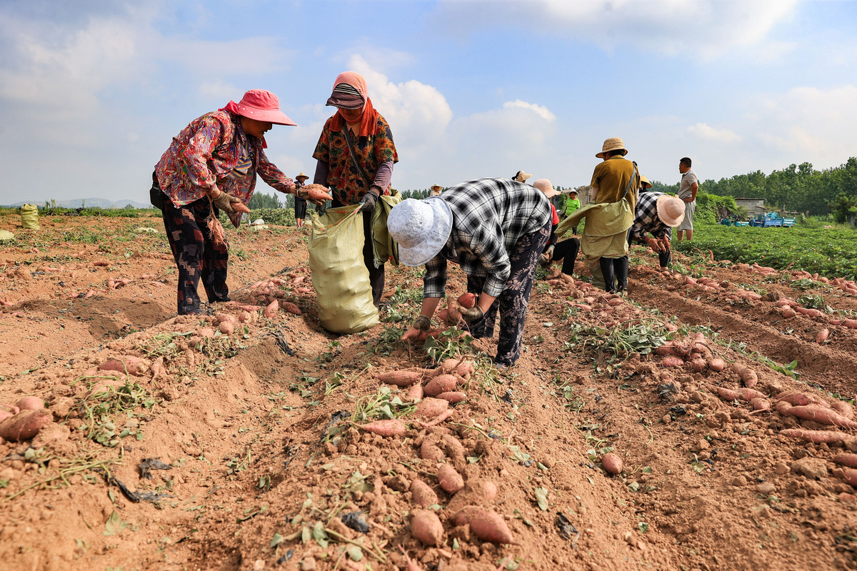 天麻中国适宜种植地区及气候要求
