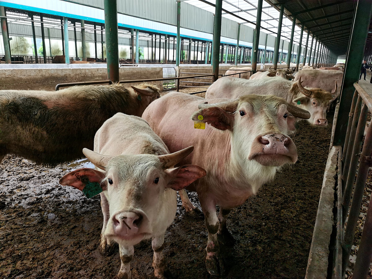 当前肉牛养殖存在的问题有哪些并提供论文文献