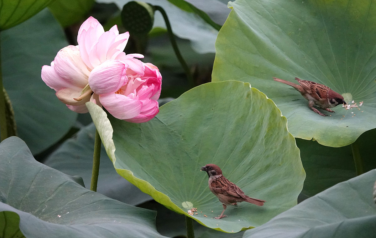 2018年7月2日,郑州,并蒂莲开得最好的时候,花瓣拥挤,花头背对背盛开.
