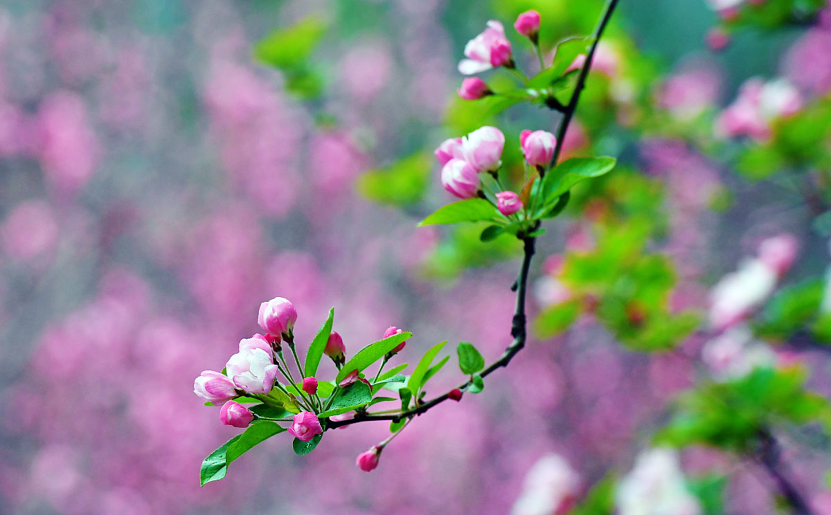 春色明媚工整对下一句是什么？为什么？