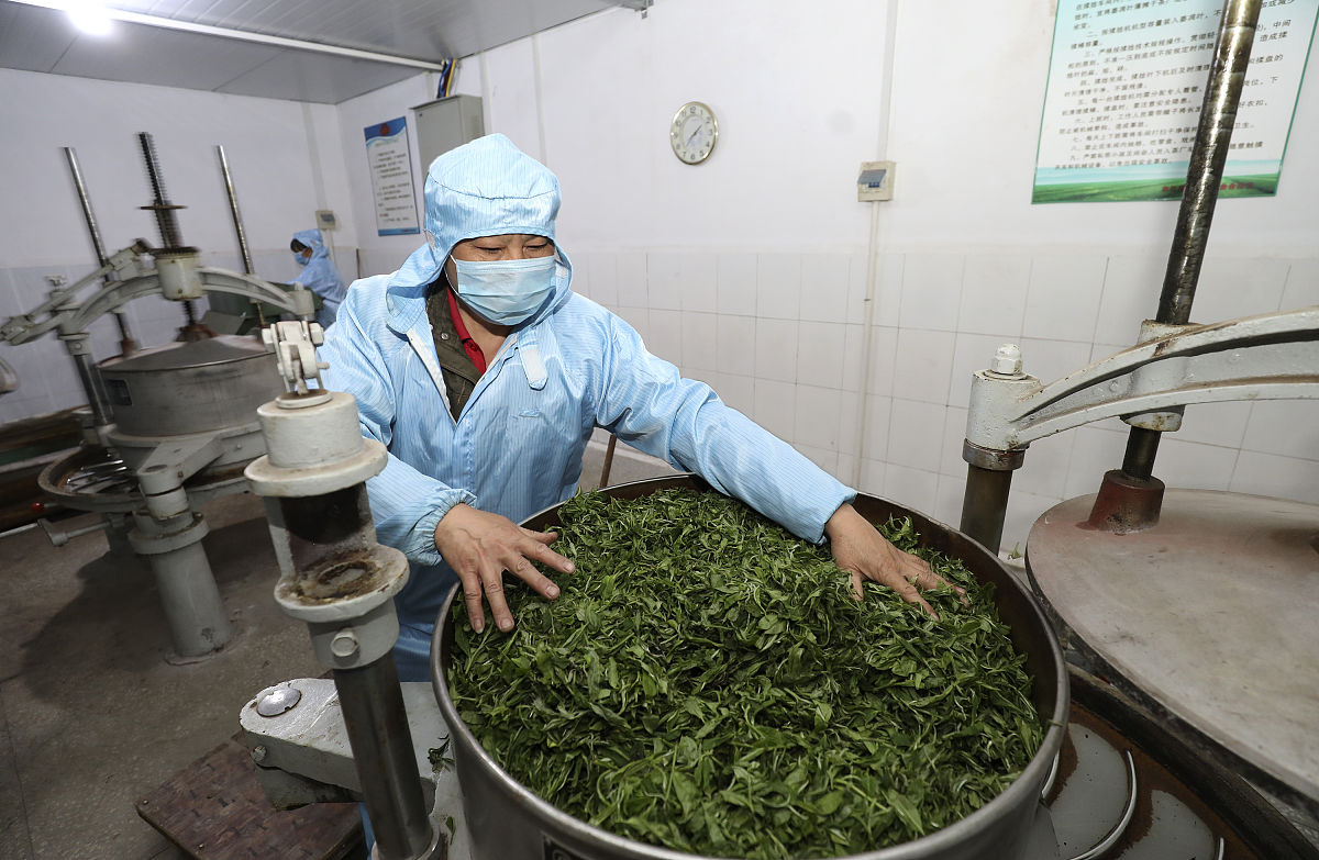 贵州盛华职业学院中专部茶叶栽培与加工专业2022年招生