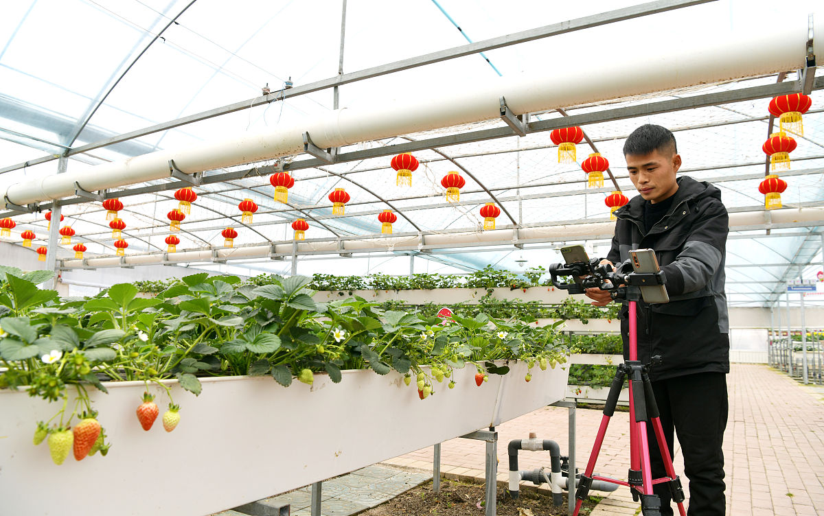 农产品直播电商:机遇与挑战并存 农产品直播电商:机遇与挑战并存
