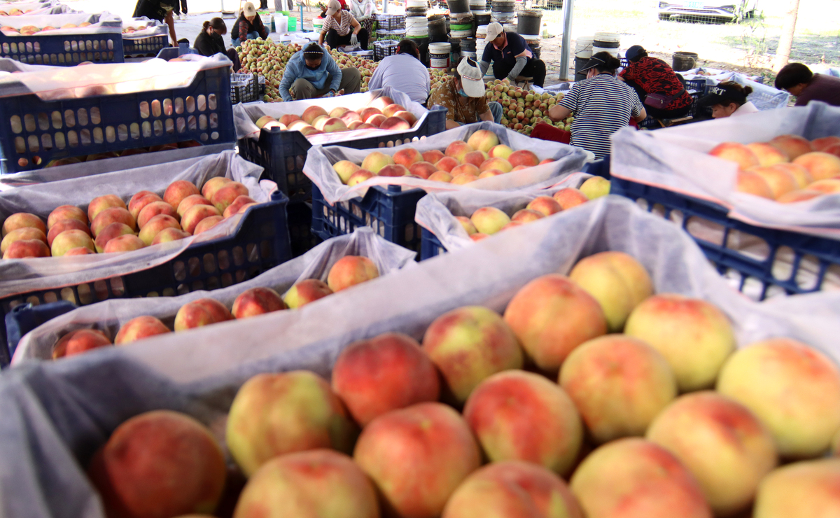 洛川苹果销售渠道全解析：从果园到餐桌的旅程