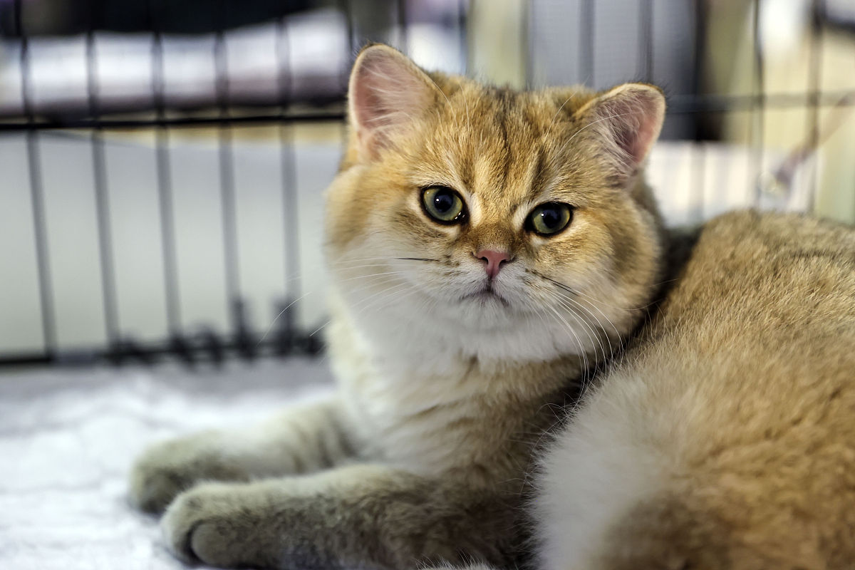 翻译：Supporting the procurement process by sourcing and evaluating potential suppliers negotiating contracts and prices and managing supplier relationships.