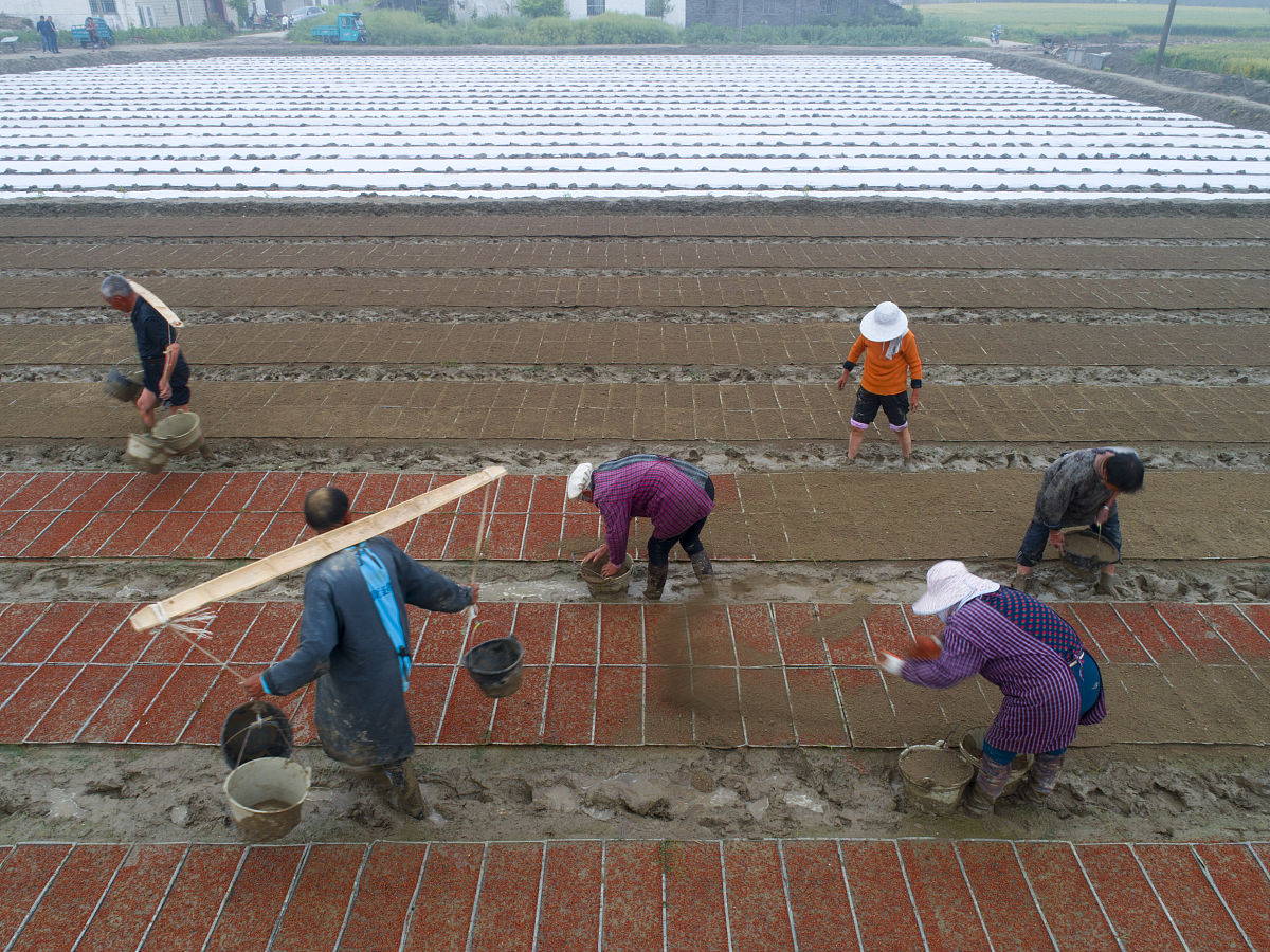 水稻生育期调查心得体会：影响因素、观察记录和农民合作