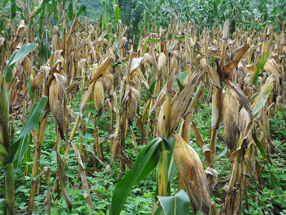 模仿下面内容对象改成玉米玉米的数据要真实民以食为天食以稻为先。水稻作为最重要的粮食作物之一是全球一半以上人口的食物来源。我国作为世界上最大的稻米生产和消费国水稻的播种面积和产量分别约占全国粮食作物的 29％和 40％。因此水稻能否丰产决定着国家的粮食安全有稻丰收国无忧之喻。近年来虽然我国水稻总体生产形势良好但伴随着全球气候变化的自然灾害频发水稻的生产也面临严峻的挑战。在各种灾害中水稻病虫害是制约水