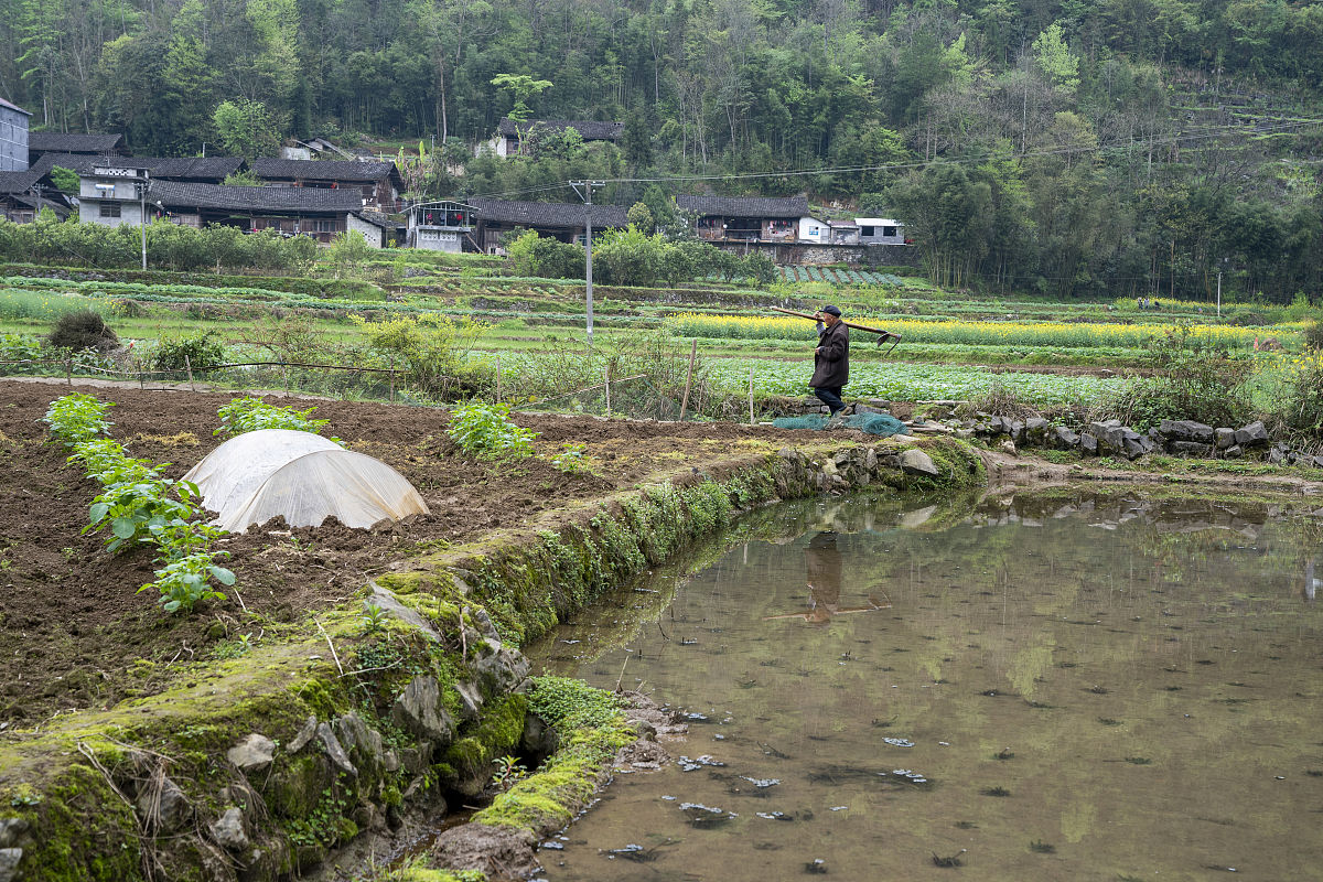 故乡的味道：一首关于独立与乡村情怀的歌曲