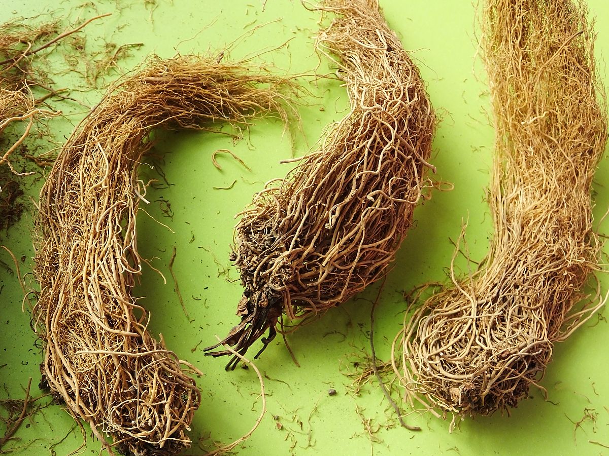 昆明中医药中等学校新增中专专业：2021年招生简章