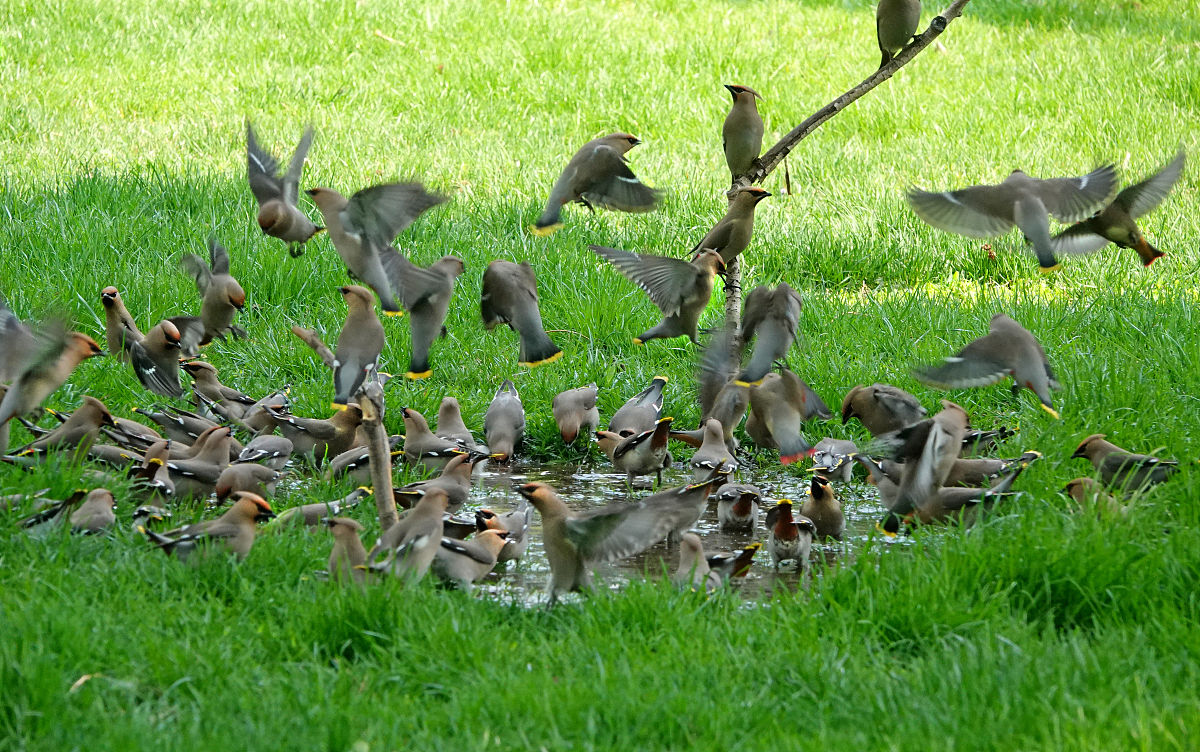人类的声音要'盖过'鸟鸣？解读人类活动对自然环境的影响