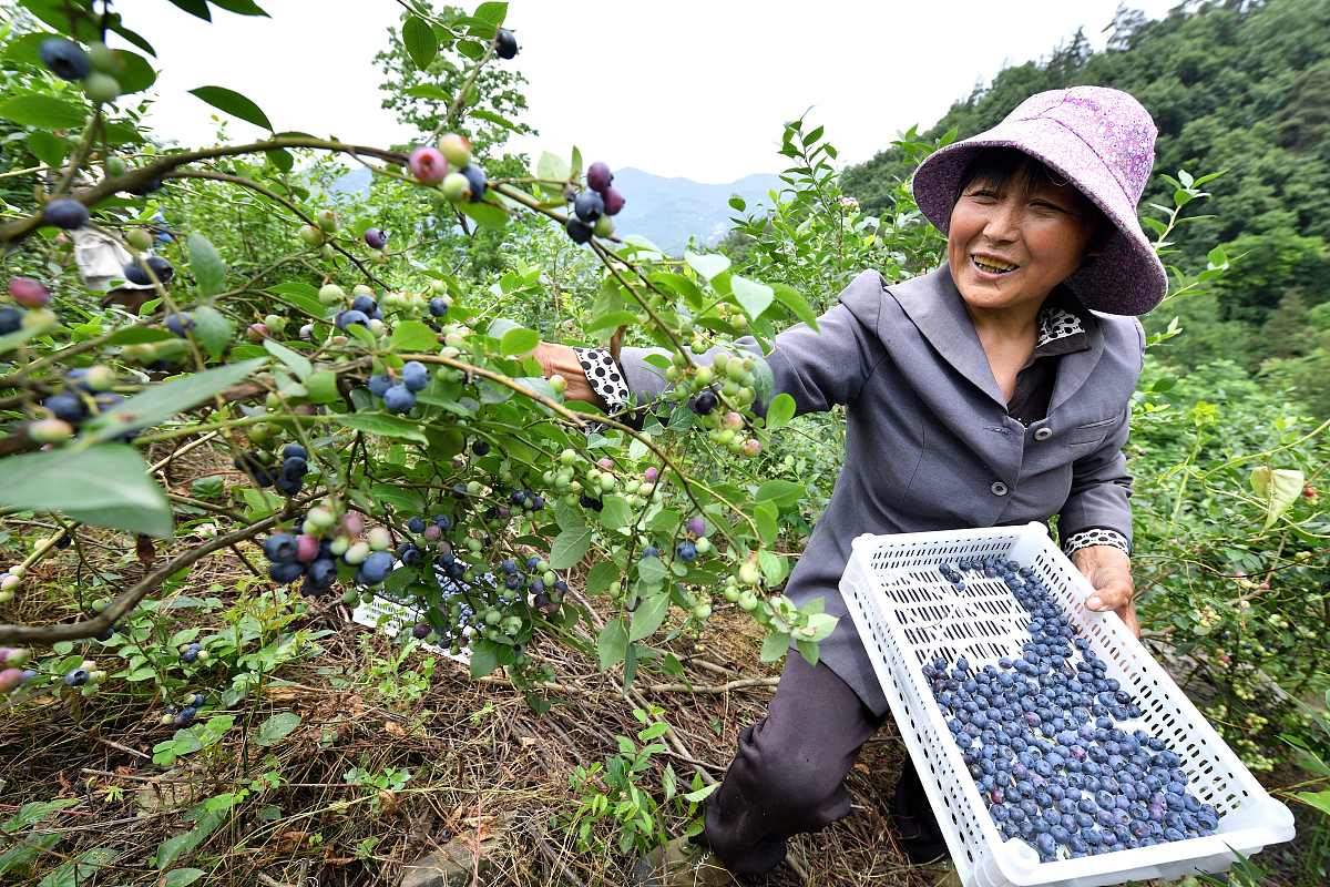 商洛市核桃产业发展现状及对策研究