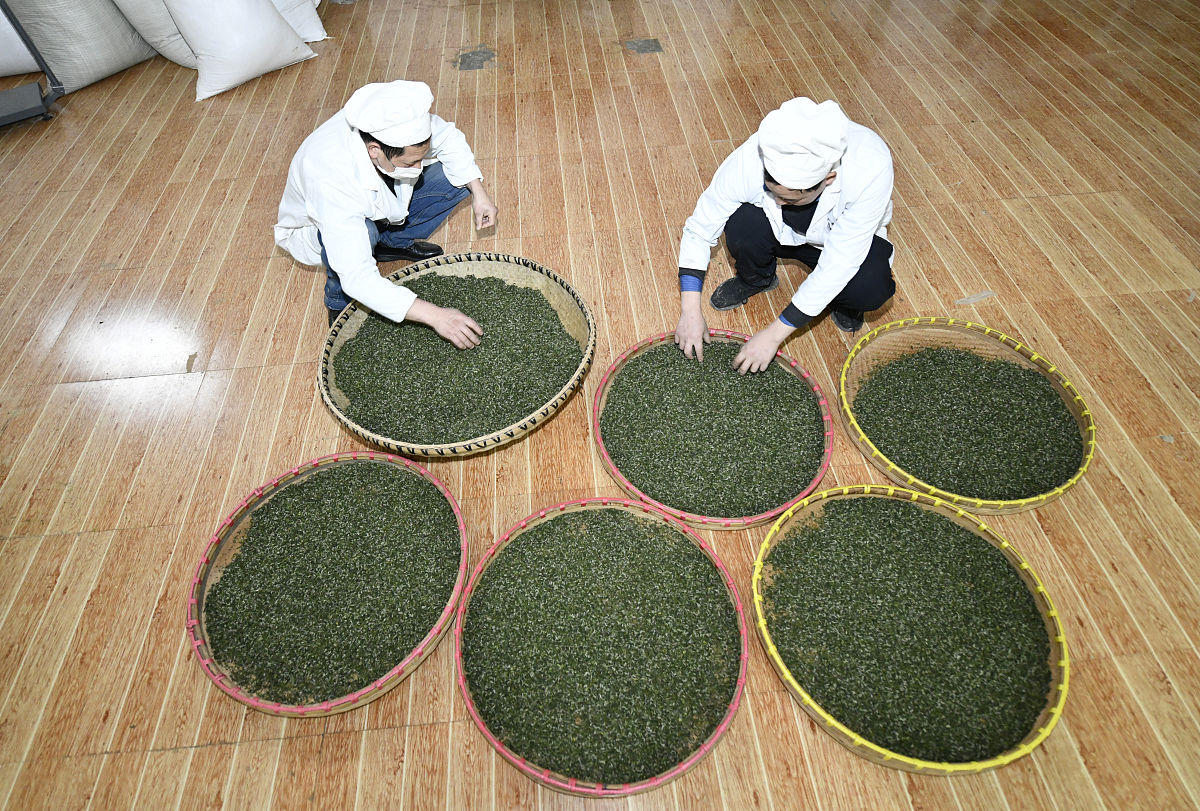 茶经总结了什么种茶技术