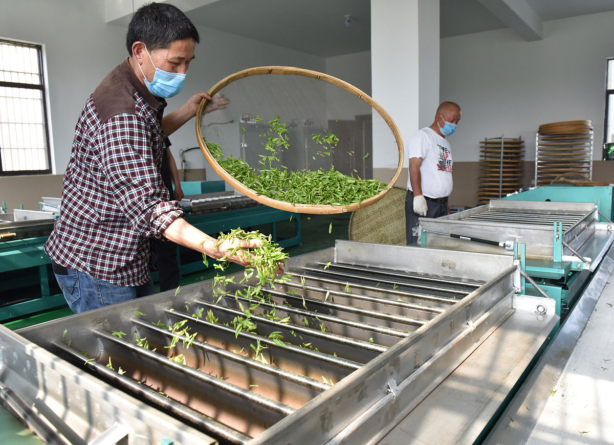 茶叶自动布料发酵池设计程序：提升茶叶品质和效率