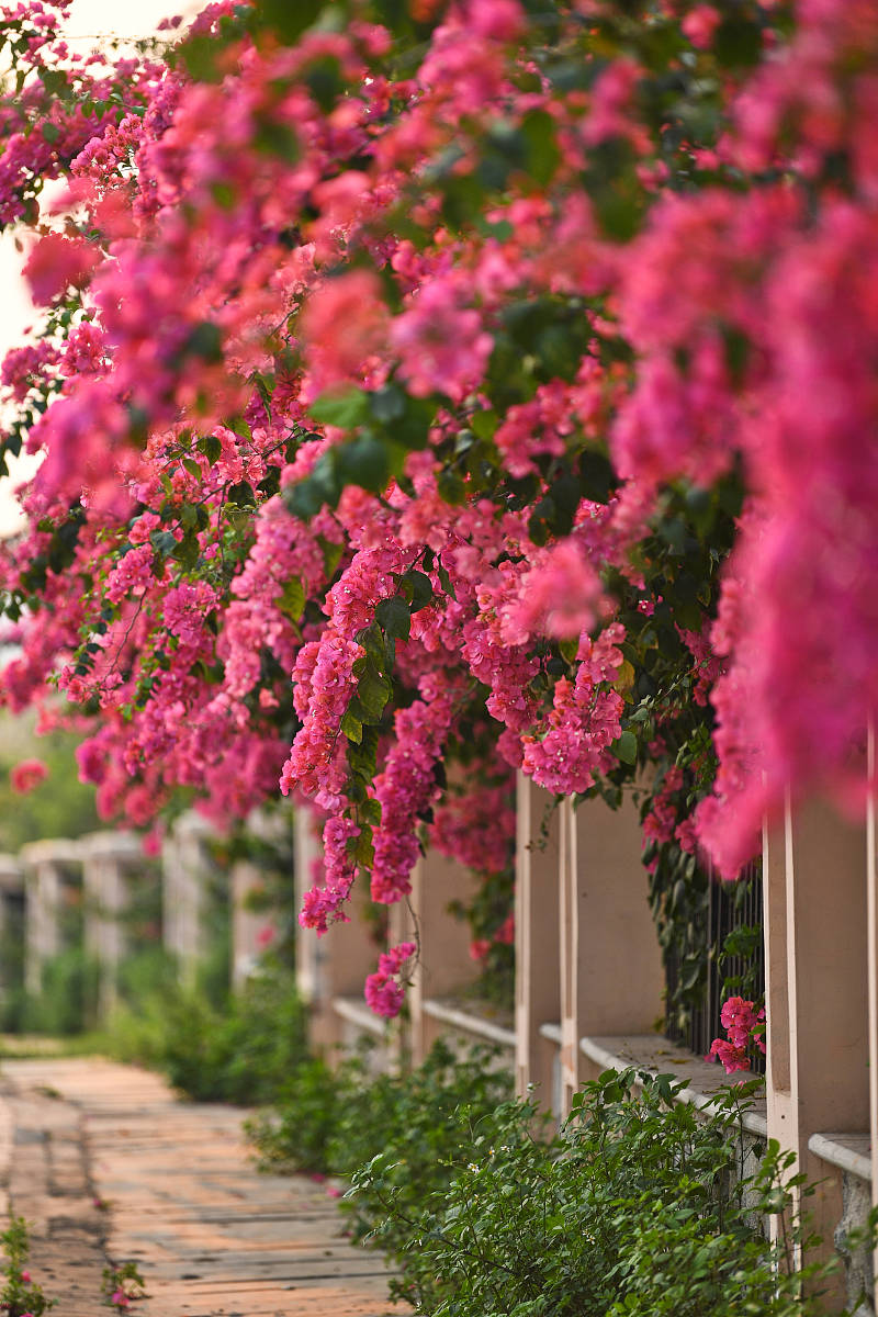 三角梅花语：爱情、热情、勇气