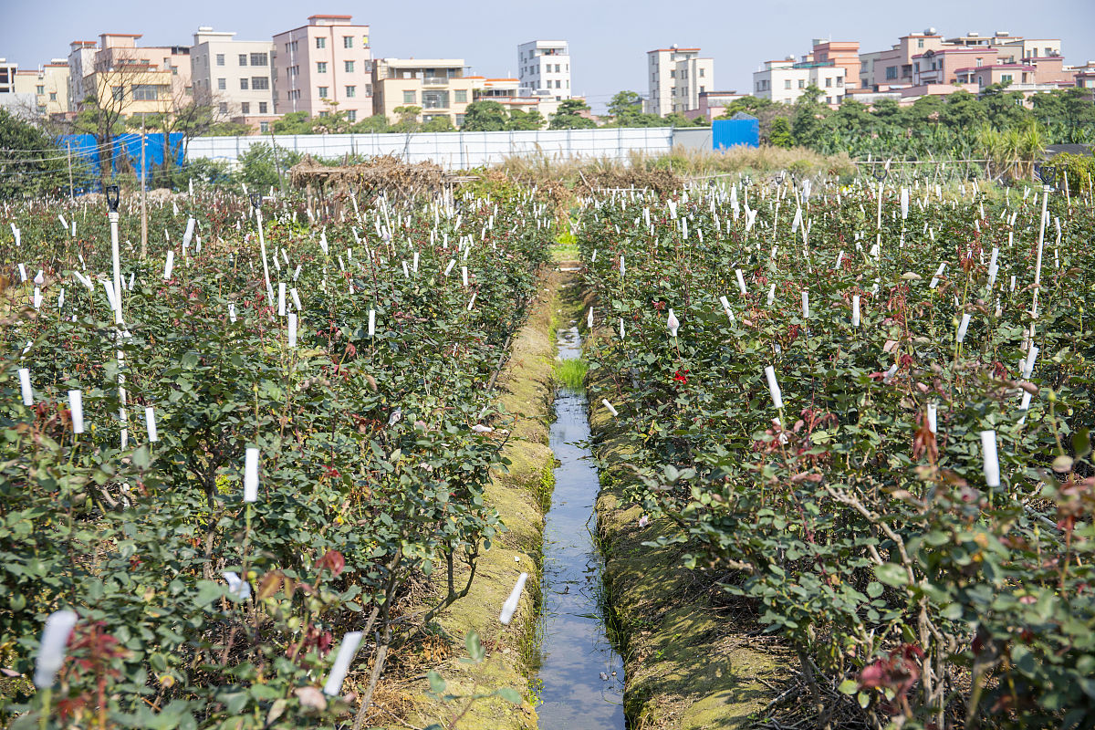 请改下以下语段使逻辑更清晰语言更有条理：地租地价理论是研究城市土地利用过程中所涉及的基础性的理论之一。对地租的理解可以从广义和狭义两个方面来解释广义上理解的地租是指通过利用超额的工资、利润利息和各种生产要素而获得的收益或报酬也是土地所有者凭借土地所有权所获得的收入同时也在经济形式上实现了土地的所有权。从狭义上理解的地租指的是利用土地所获得的报酬和超额的收益。所依据的参考不同地租的形式分类也不同按照