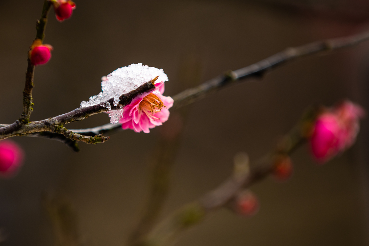 雪里红梅惊墨客,风中玉兔扰词人 仄仄平平平仄仄