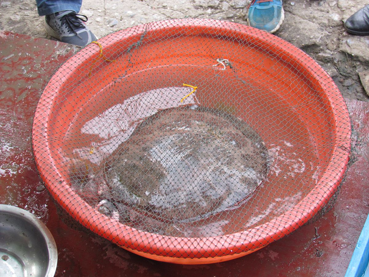 冬季甲鱼死了一天还能吃吗？专家建议：别冒险！