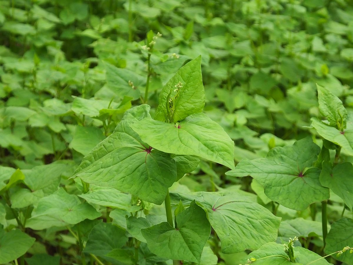 2020年4月22日,湖北宜昌,农民种植的中草药金荞麦.