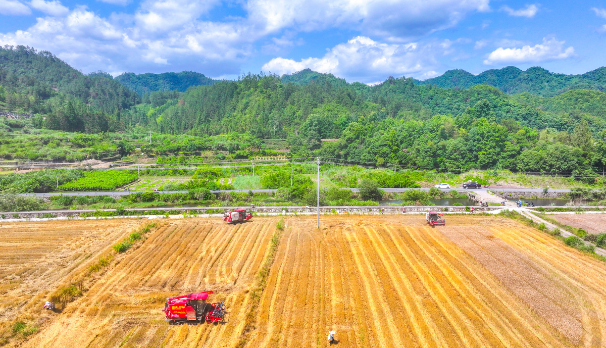 乡村振兴背景下农村土地集约化经营问题及治理措施研究