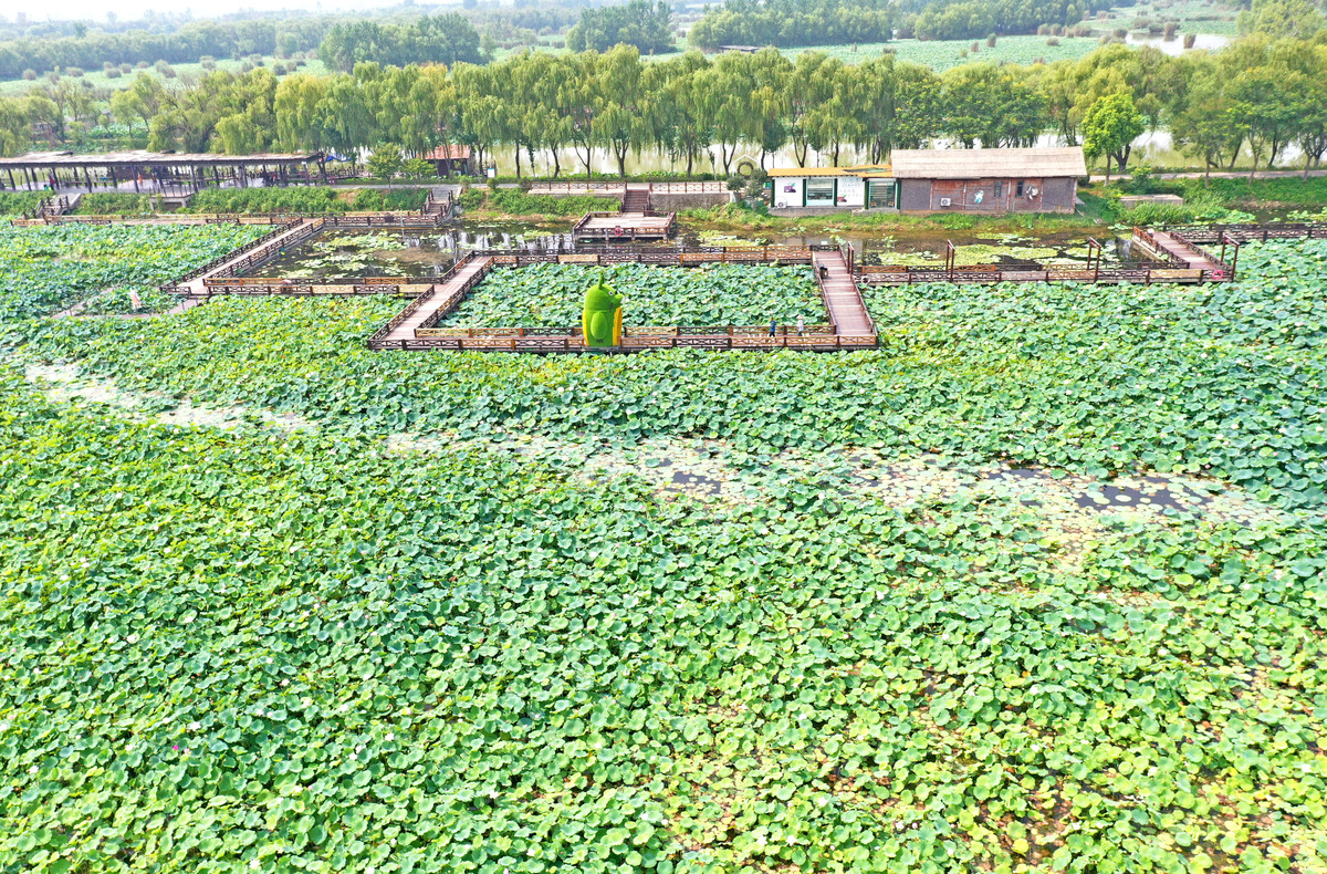 菏泽清菏园：生态农业领航者，助力可持续发展
