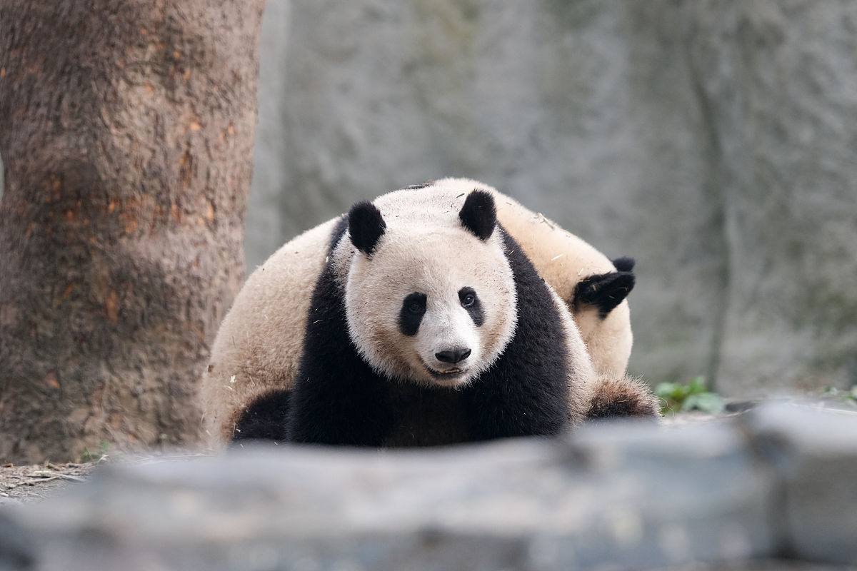 四川2022年中考453可以读哪些学校好麽