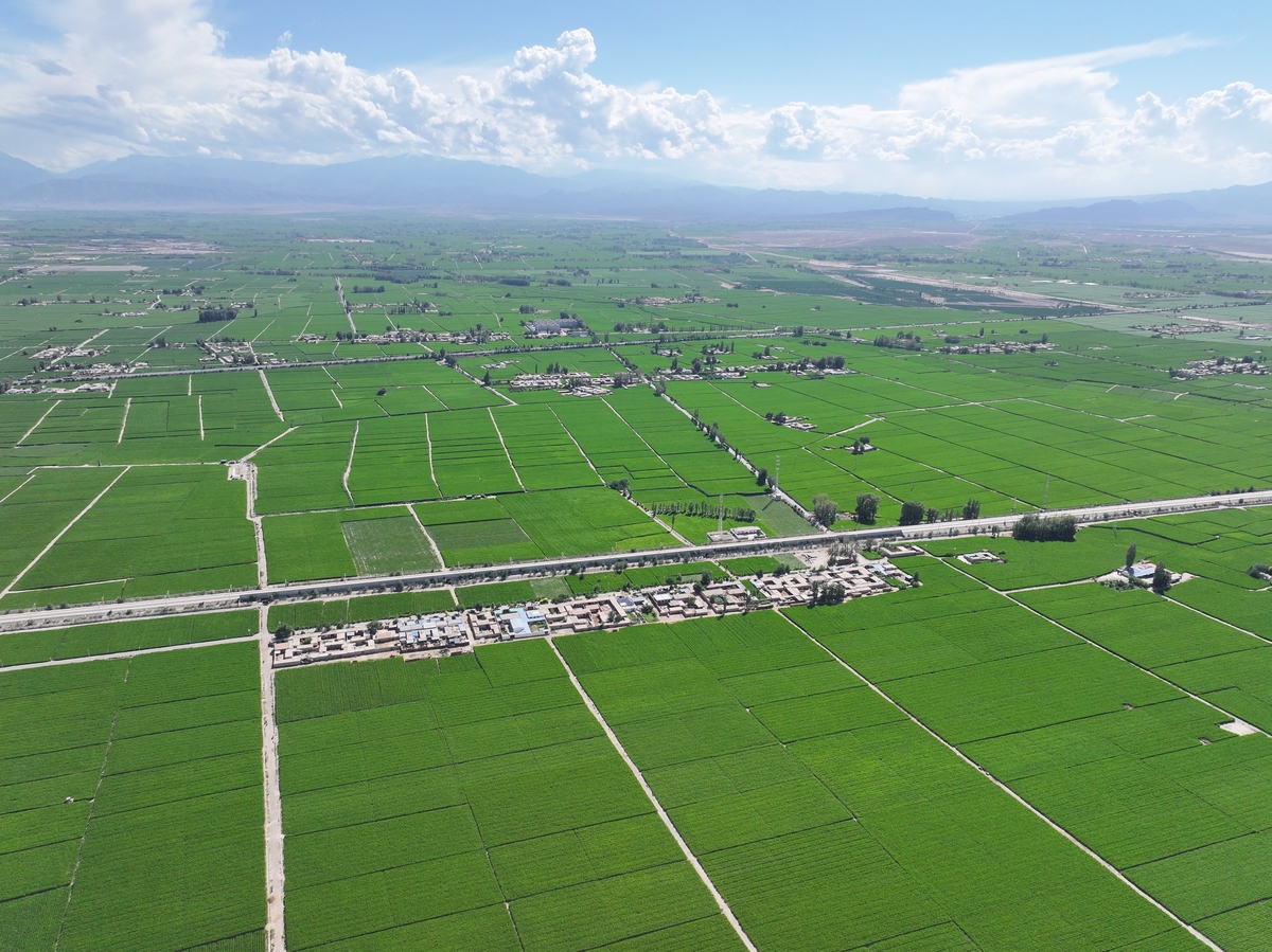 楚雄州牟定县高标准农田改造标准详解 - 提升农业效益，改善农民生活