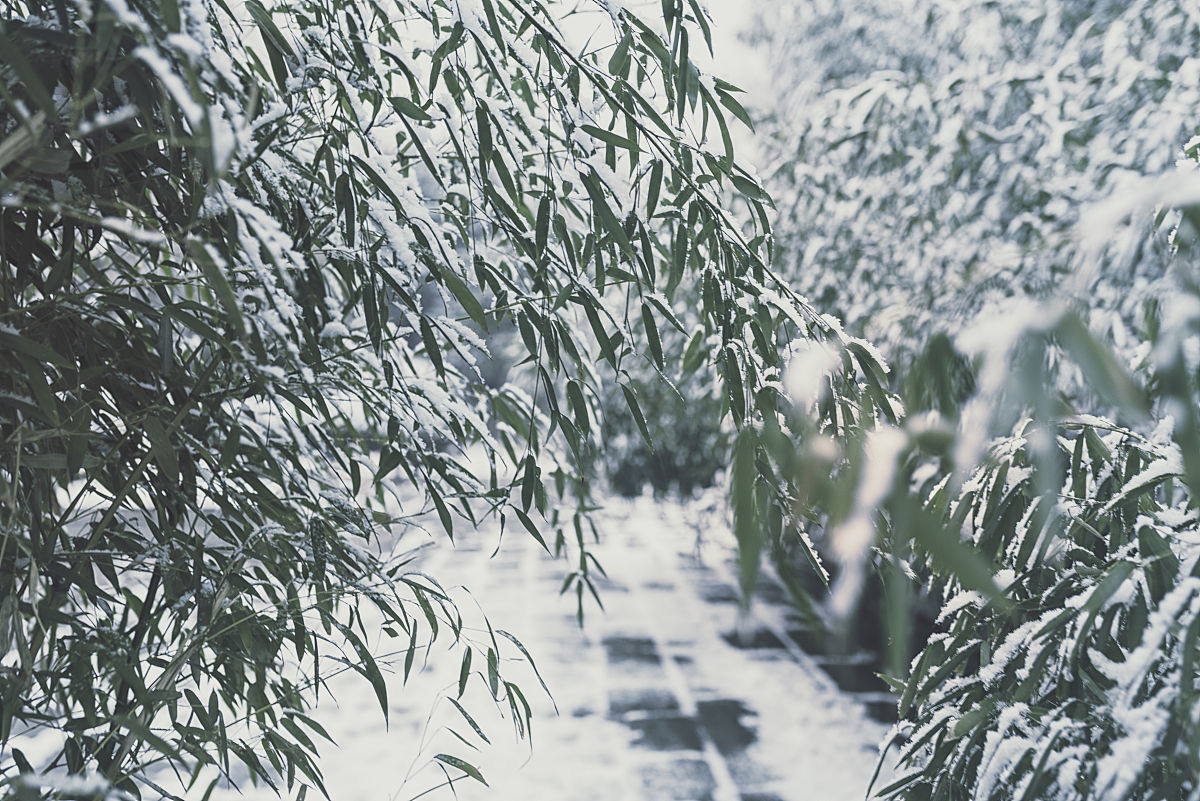 为什水田的植被覆盖度和林地差不多呢回答加拓展。