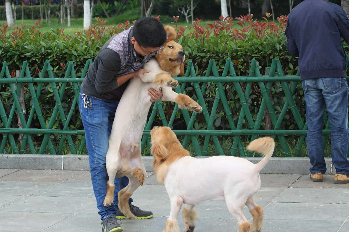 狗狗：忠诚的伙伴，家庭的温暖