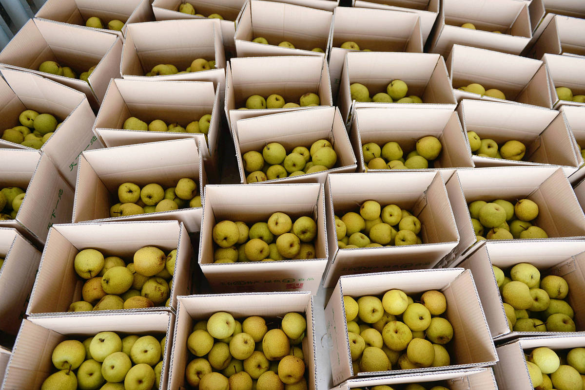 莱阳梨气调包装设计：延长保鲜期，提升市场竞争力