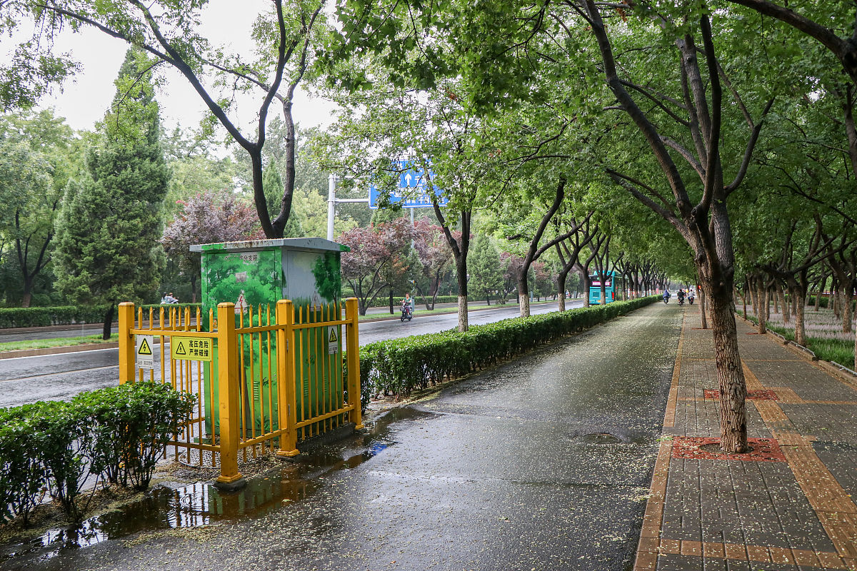 滨河东区道路柳絮泛滥，市民苦不堪言