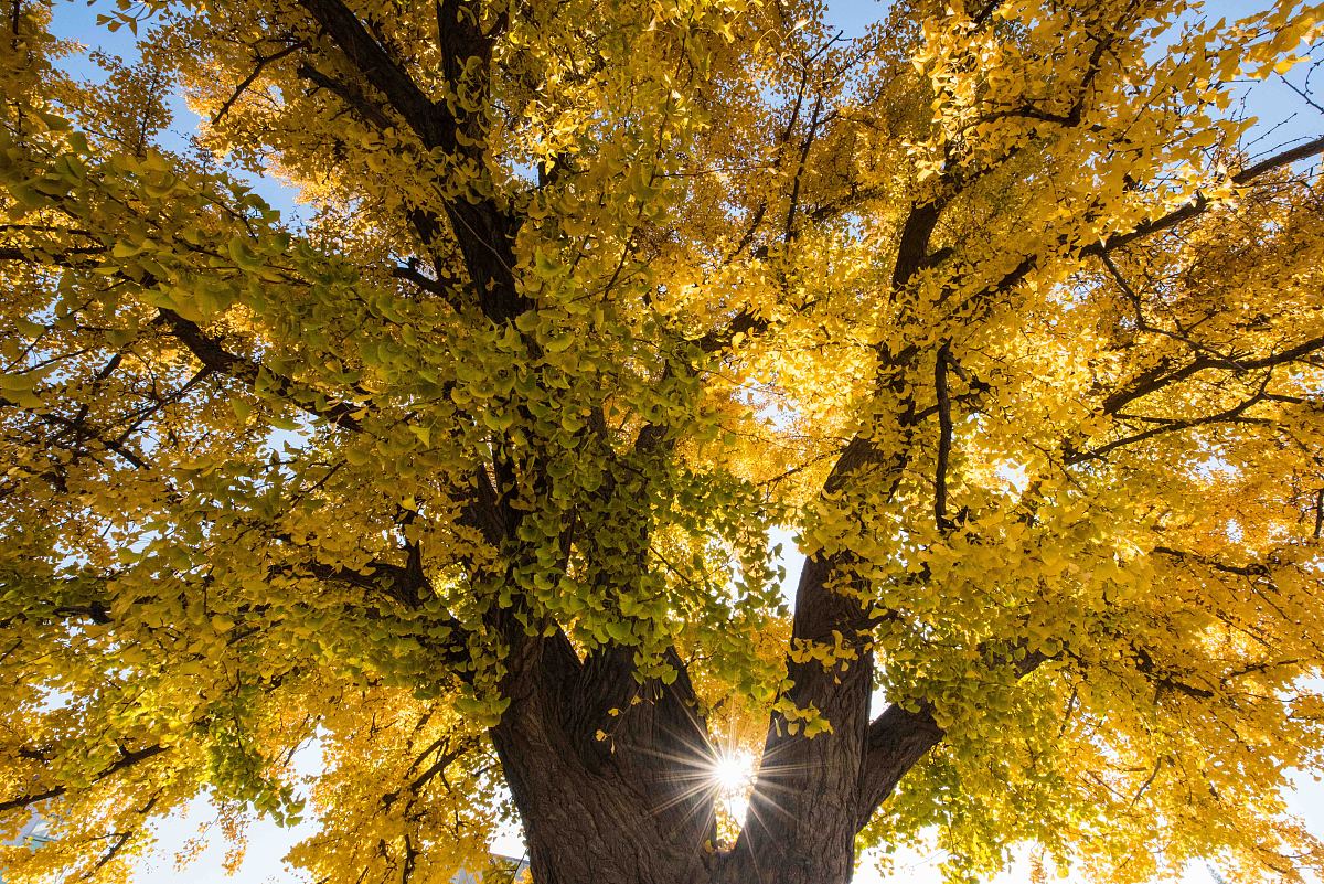 天津生物工程职业技术学院五年制大专收往届生吗