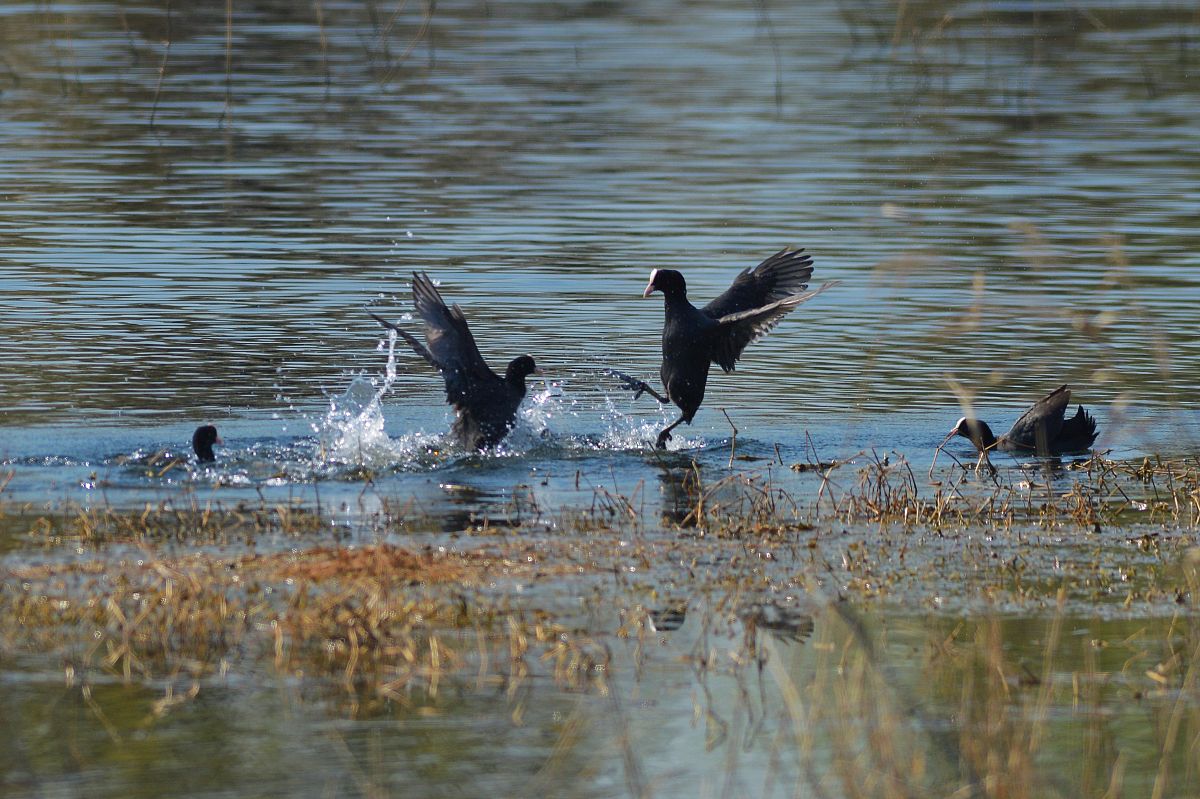 黑水鸡是一种什么动物？