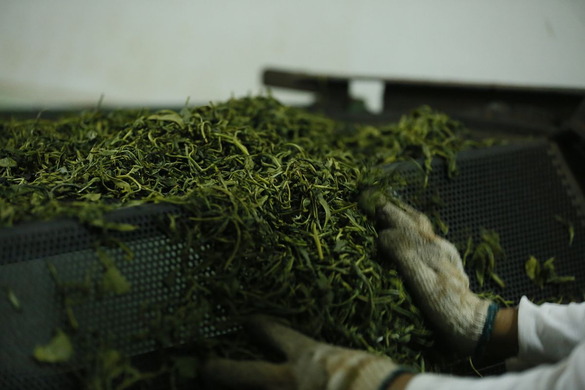 茶叶变质的5大因素：湿度、氧气、光照、温度、水分含量