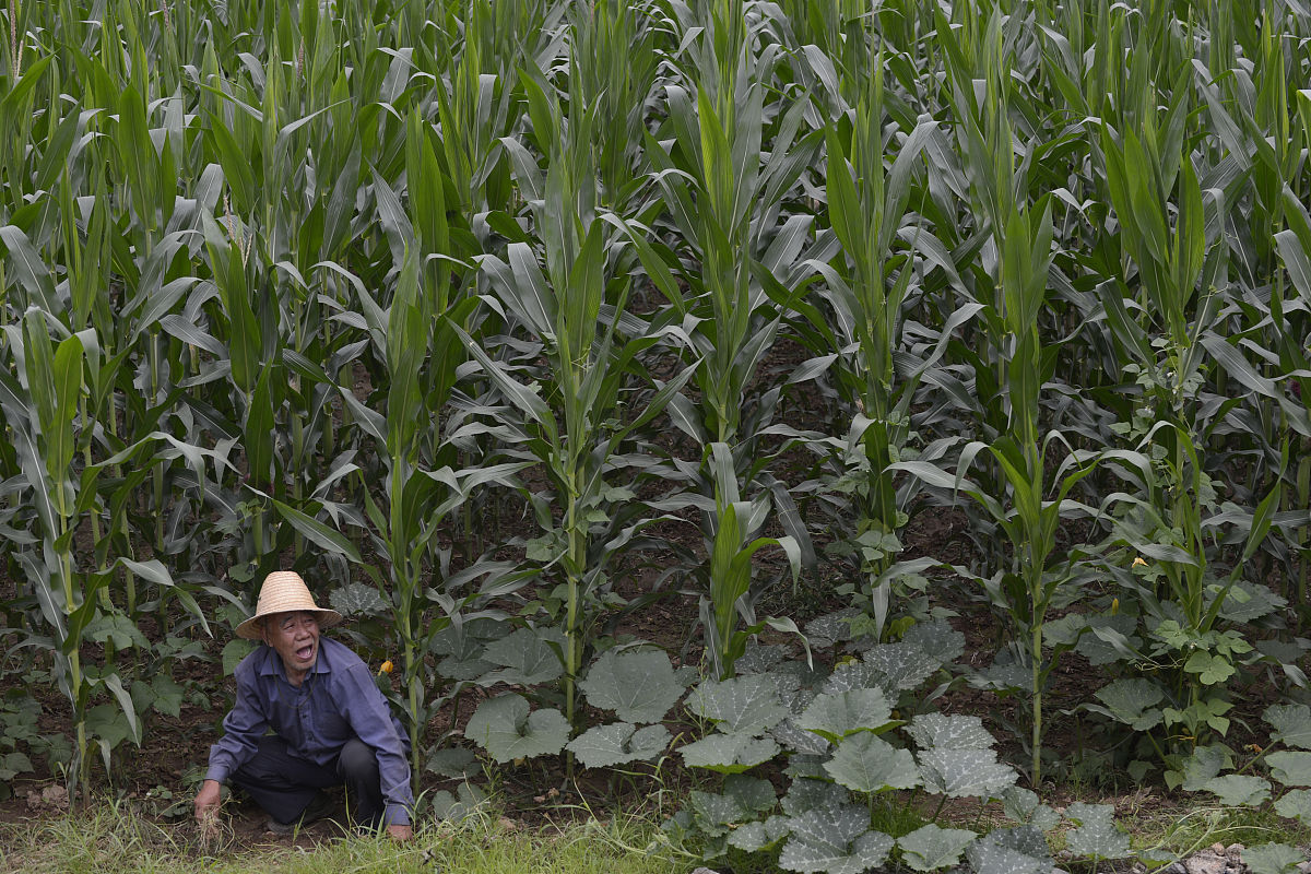 分析延安地区旱作玉米中水分管理对旱地玉米生产的影响因素自行添加数据进行分析不少于500字。